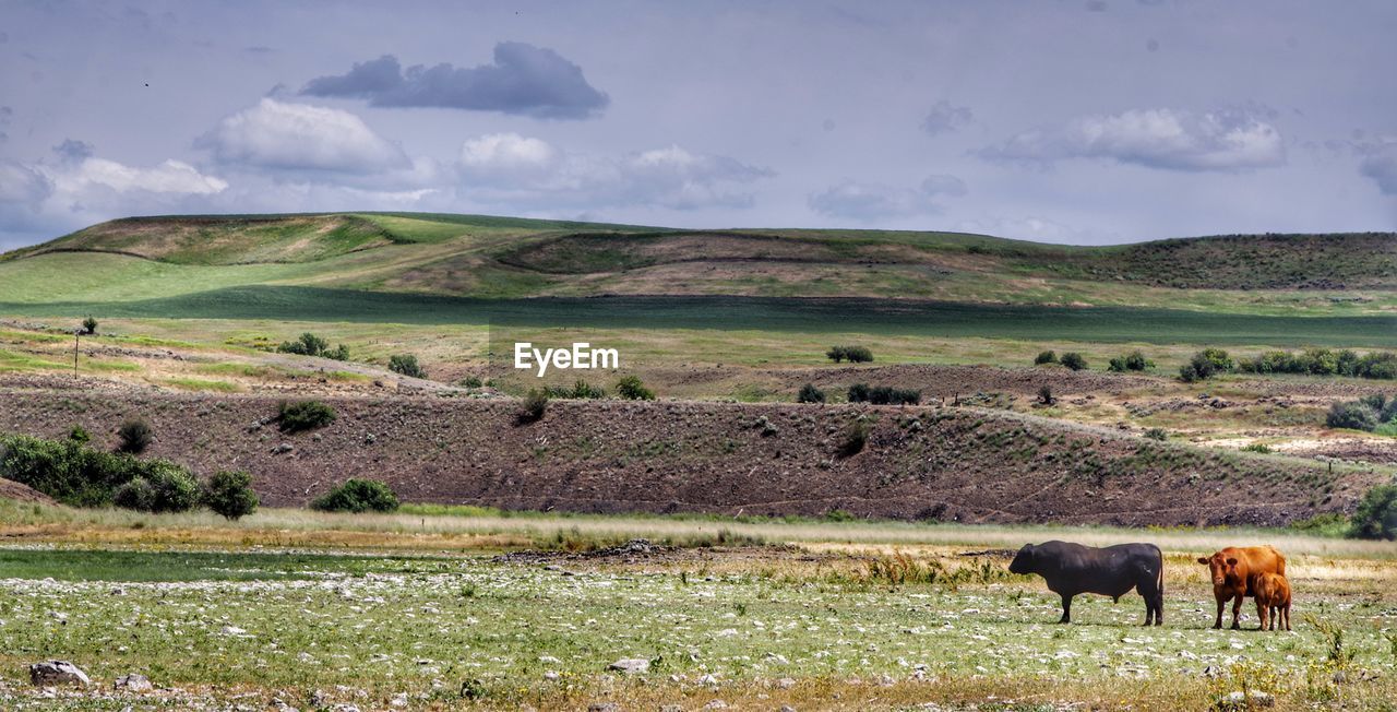 Cattle in a field