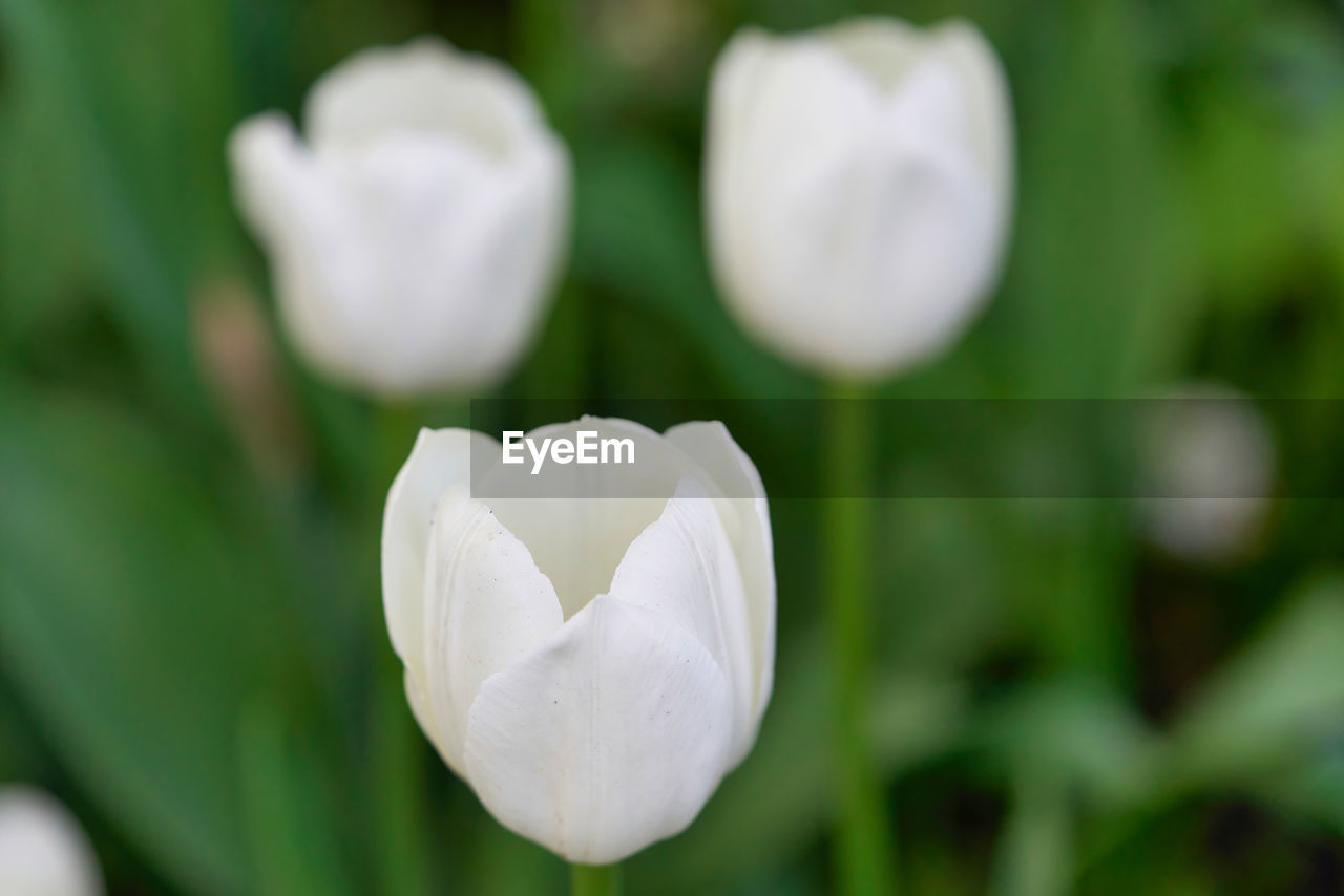 CLOSE-UP OF WHITE FLOWER
