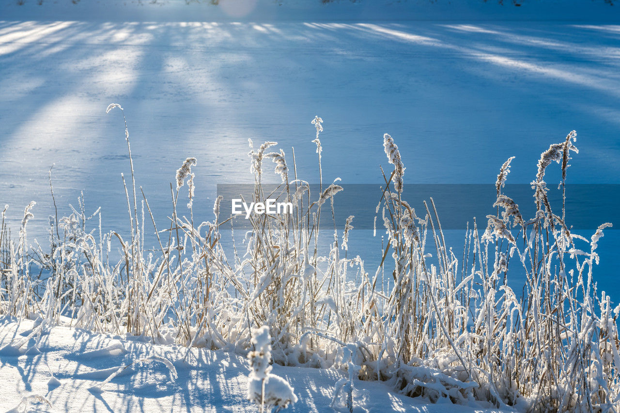winter, cold temperature, snow, frost, nature, plant, ice, freezing, beauty in nature, frozen, tranquility, no people, environment, scenics - nature, landscape, land, day, tranquil scene, water, sunlight, reflection, tree, white, non-urban scene, outdoors, lake, grass, blue, field