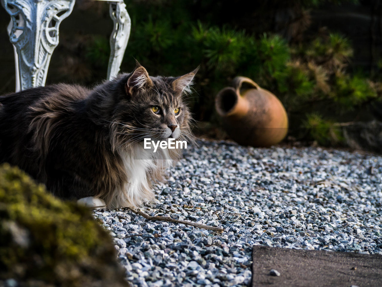 Cat on ground