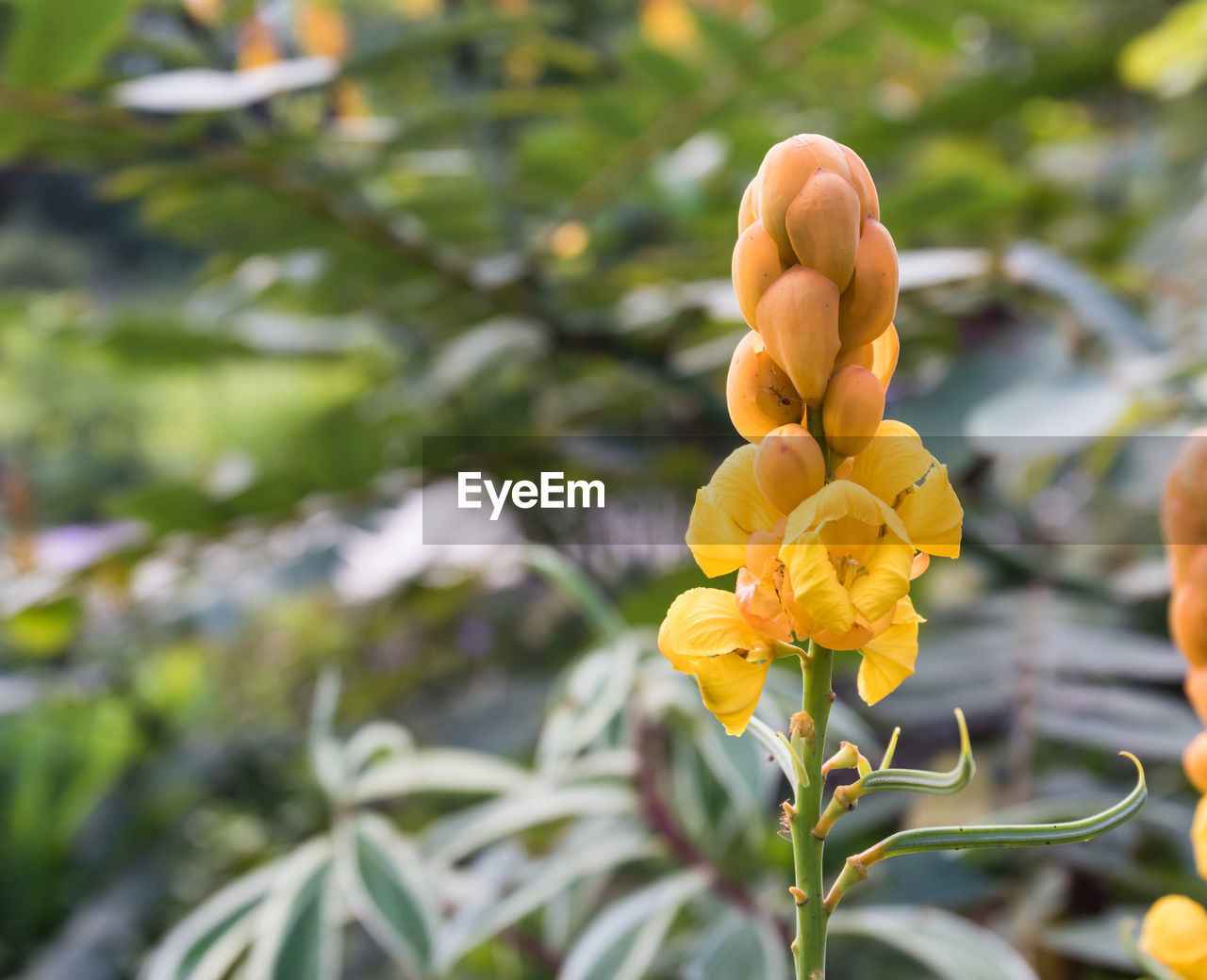 Close-up of yellow flowering plant