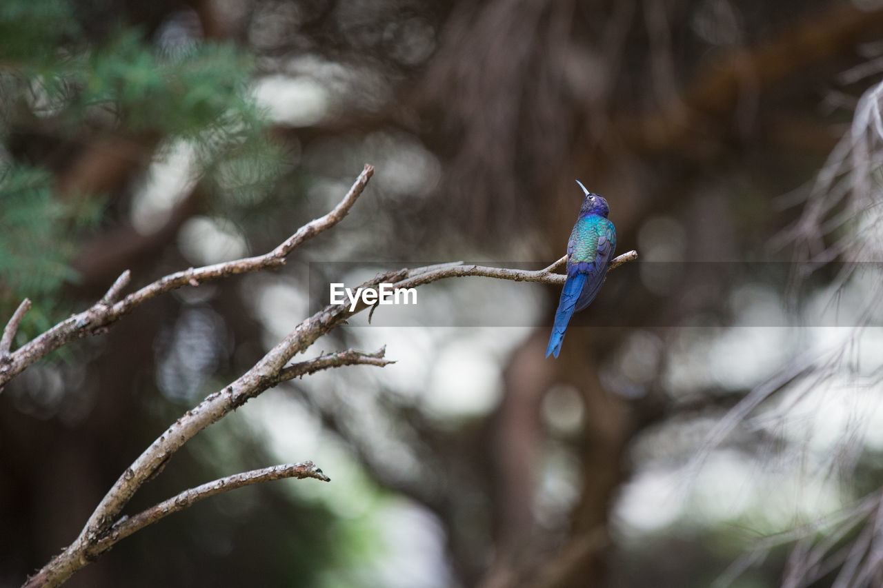 CLOSE-UP OF BIRD FLYING AGAINST TREE