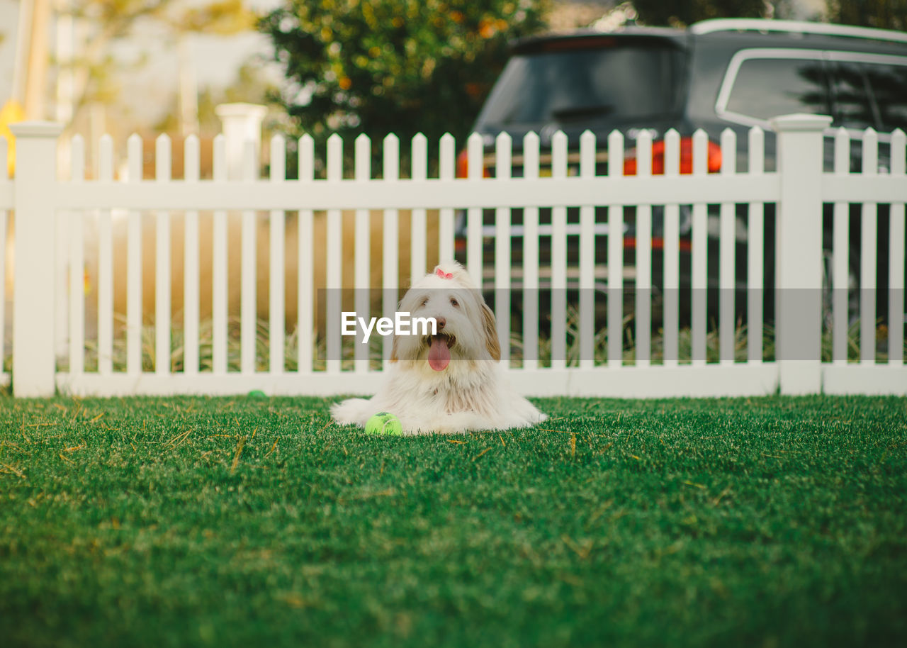 DOG LOOKING AWAY WHILE SITTING IN YARD