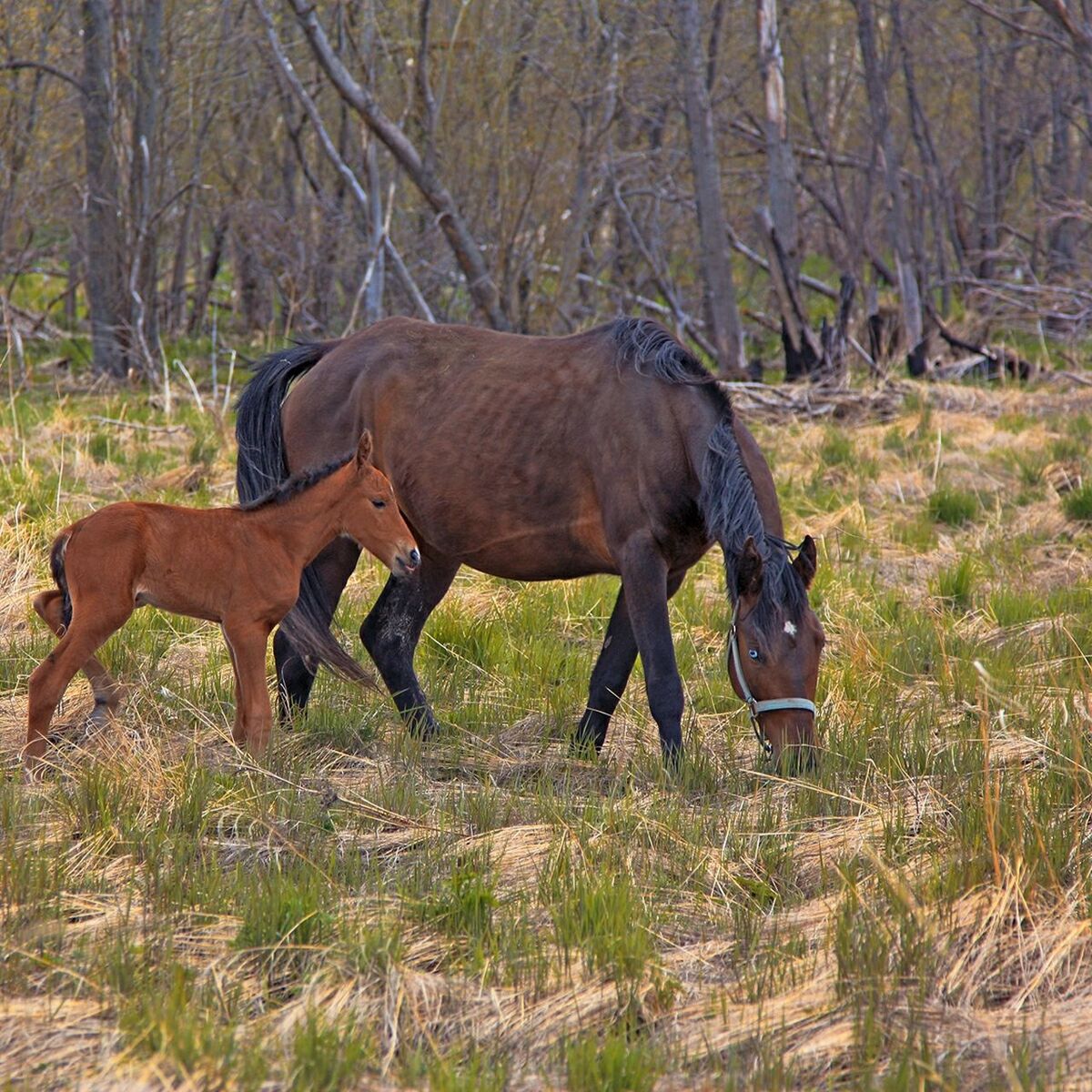 Horse standing in field