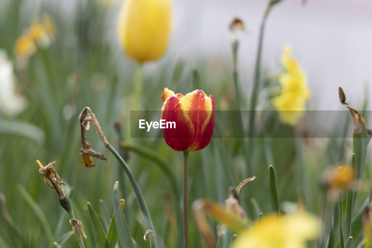 Close-up of yellow red flowering plants on field