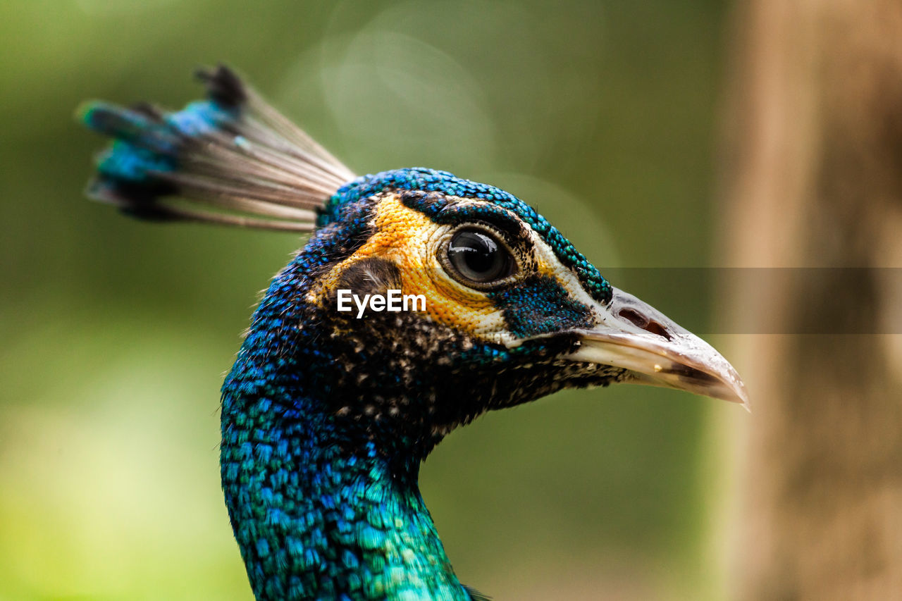 Close-up of alert peacock