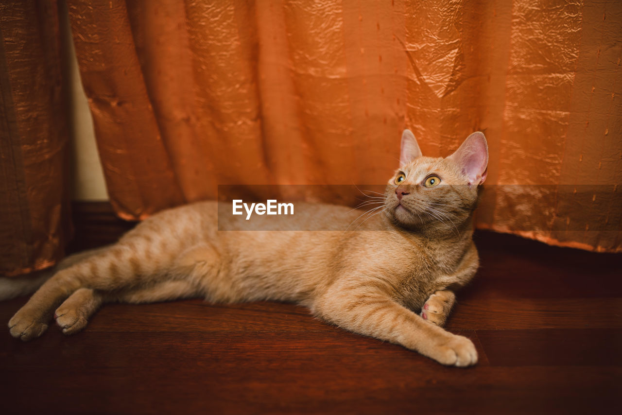 CAT RESTING ON TABLE