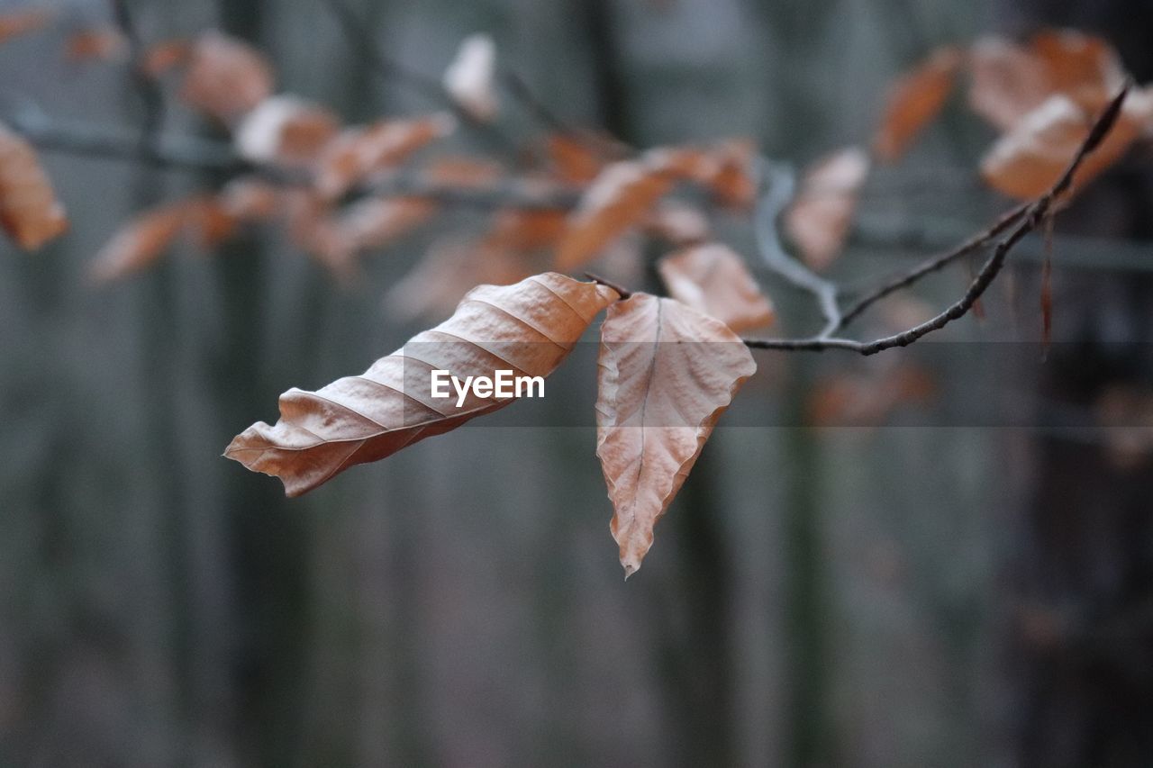 Close-up of dry leaves on tree during winter