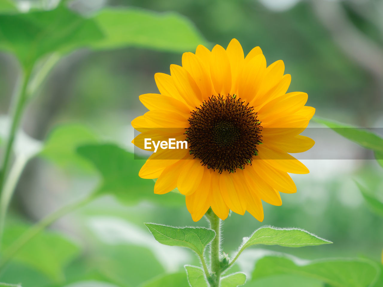 CLOSE-UP OF SUNFLOWER AGAINST YELLOW FLOWERING PLANT