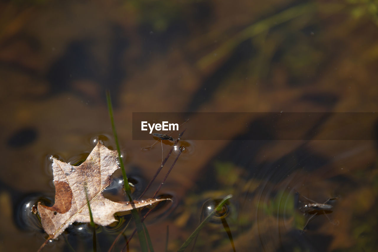 nature, leaf, macro photography, animal themes, animal, animal wildlife, water, autumn, close-up, flower, wildlife, one animal, no people, plant, grass, focus on foreground, green, outdoors, sunlight, plant part, day, reflection, insect, beauty in nature, wet, selective focus, animal body part, lake, fragility, branch