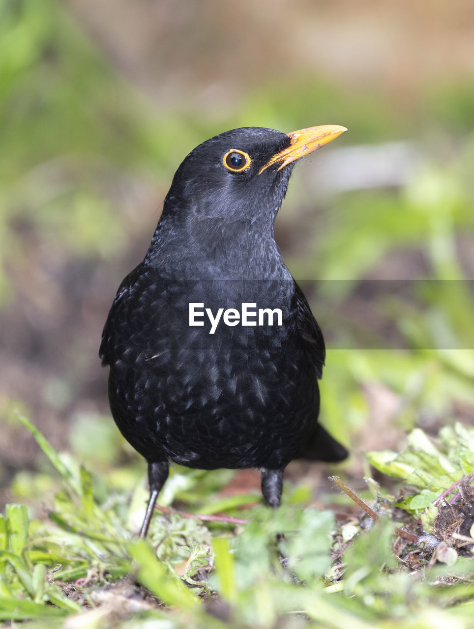 CLOSE-UP OF BIRD PERCHING ON ROCK