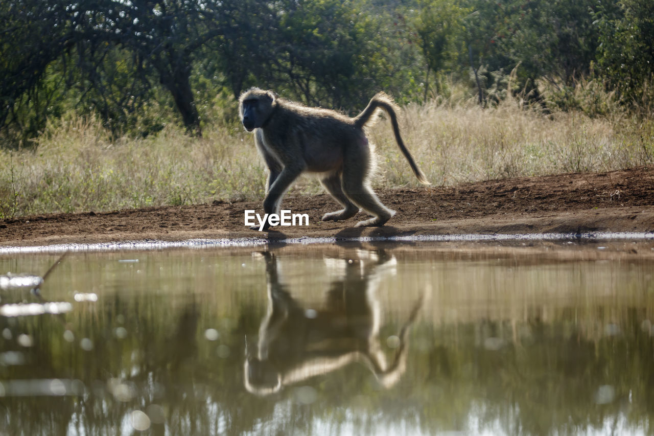 side view of monkey in lake