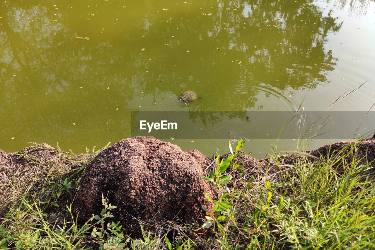 HIGH ANGLE VIEW OF DUCKS ON GRASS