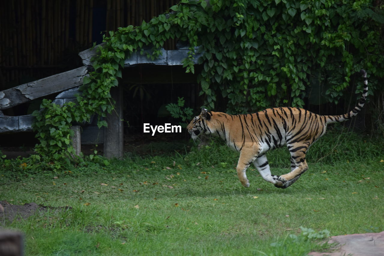 VIEW OF A HORSE IN A ZOO