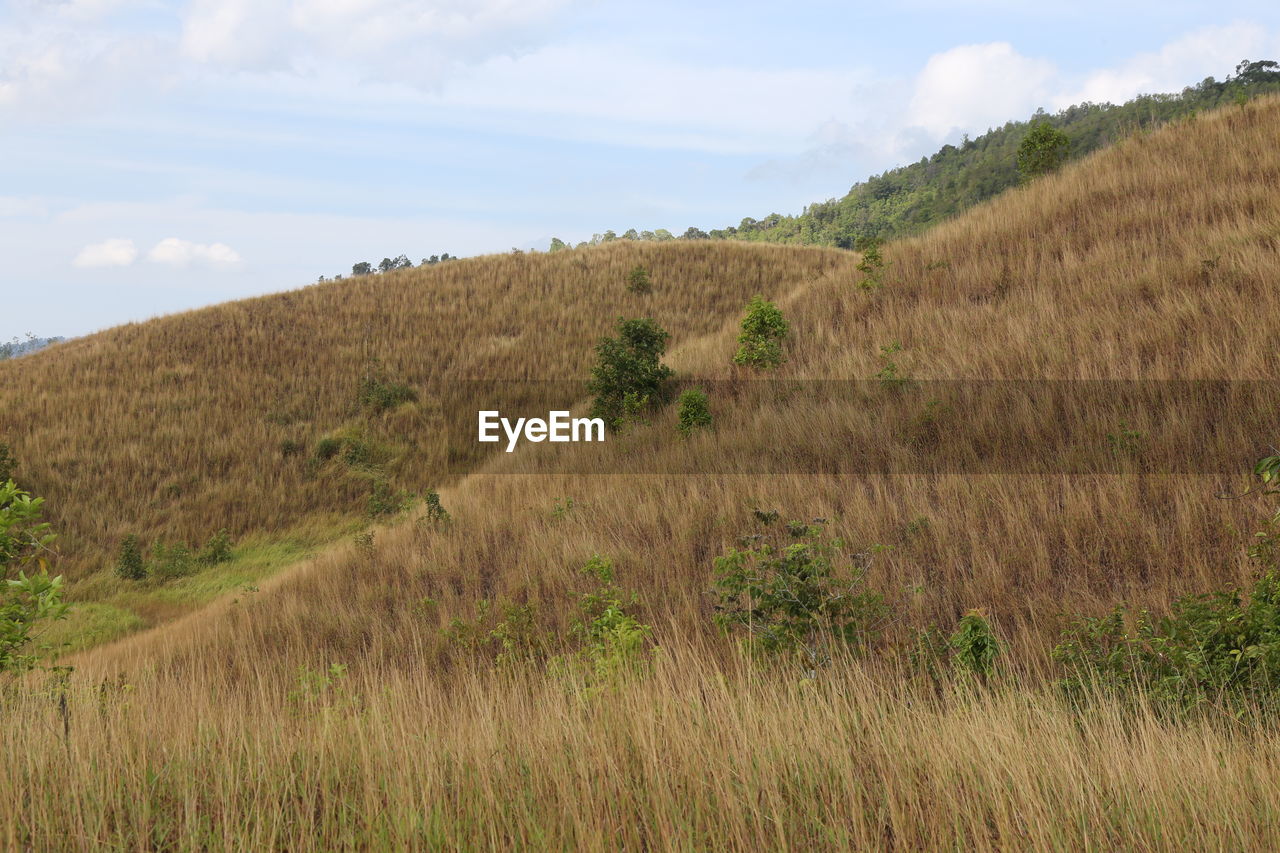 plant, natural environment, landscape, grass, environment, grassland, land, sky, hill, prairie, nature, scenics - nature, beauty in nature, cloud, field, steppe, no people, tranquility, rural area, meadow, growth, wilderness, non-urban scene, tree, tranquil scene, plain, pasture, day, outdoors, rural scene, ridge, plateau, agriculture, green, terrain, soil