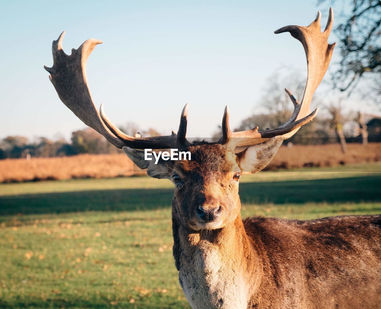 CLOSE-UP OF DEER ON FIELD