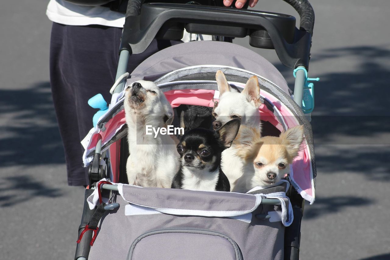 Chihuahuas sunny, mini, chico and rainy in a dog stroller 