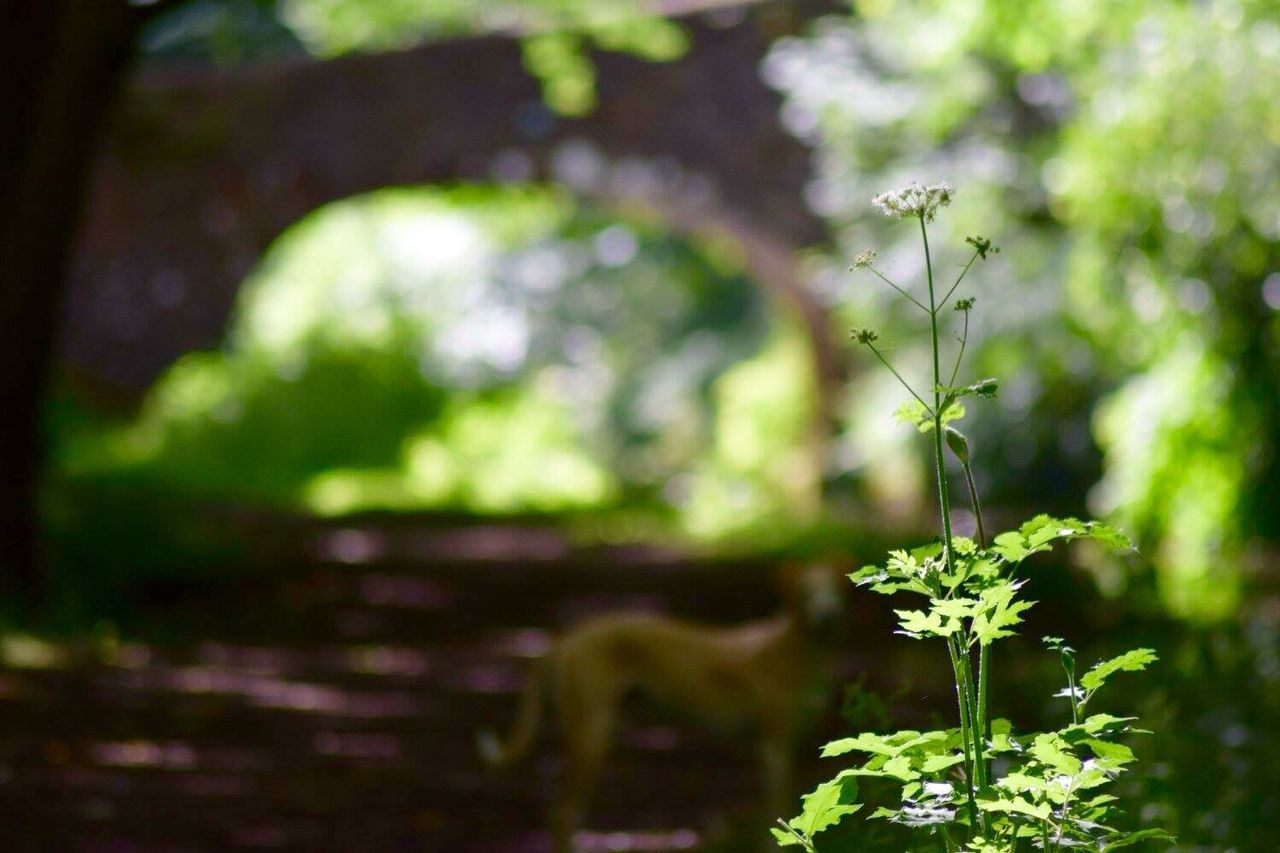 Close-up of plant at monmouthshire and brecon canal
