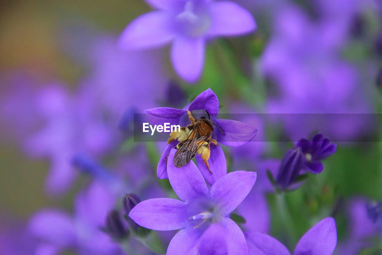 Close-up of bee pollinating on purple flower