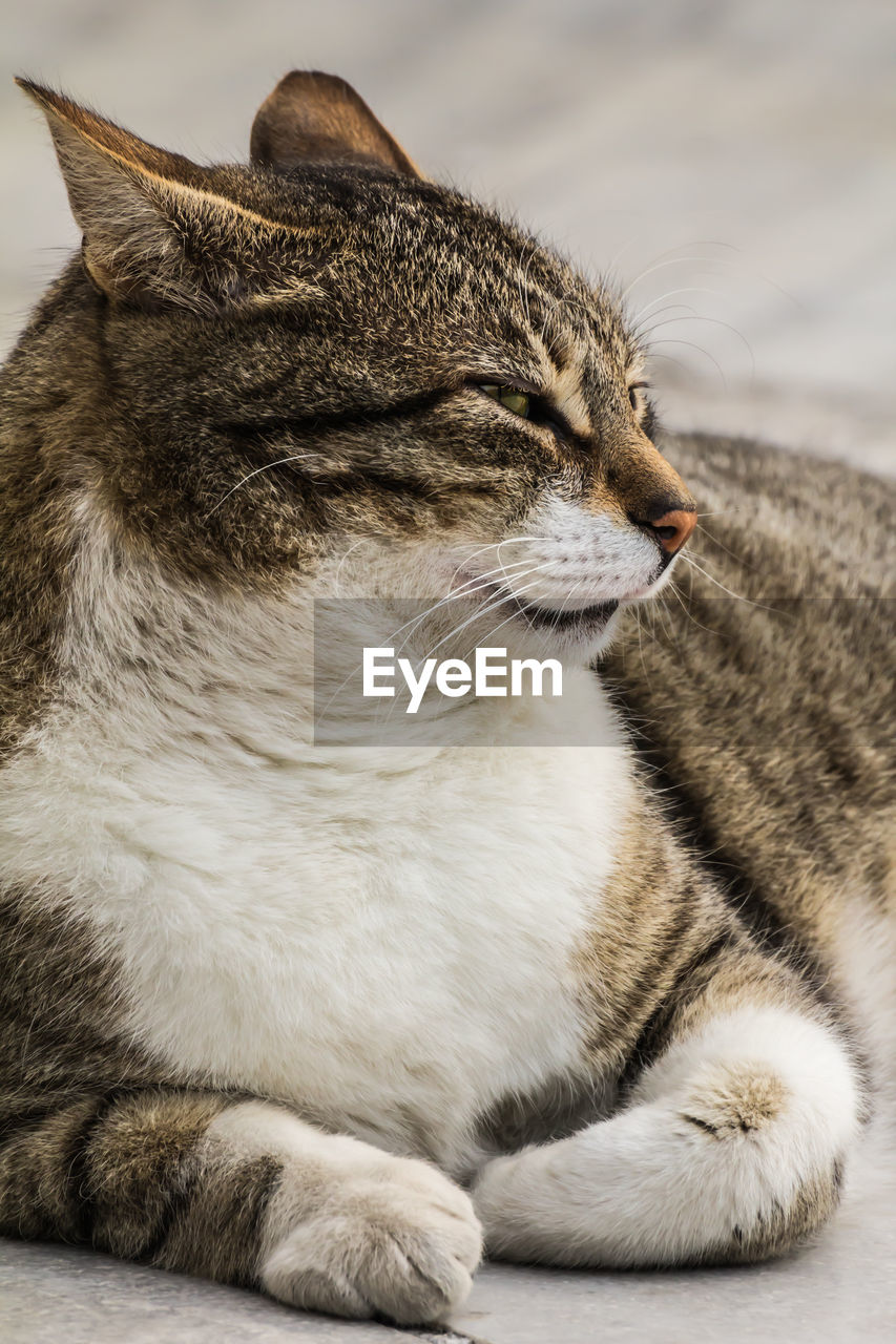 CLOSE-UP OF A CAT LOOKING AWAY