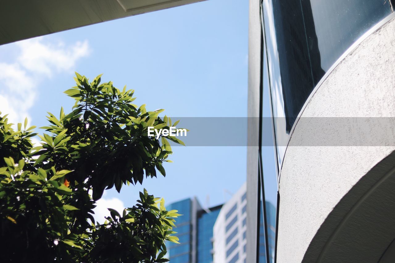 LOW ANGLE VIEW OF PALM TREE AGAINST BUILDING