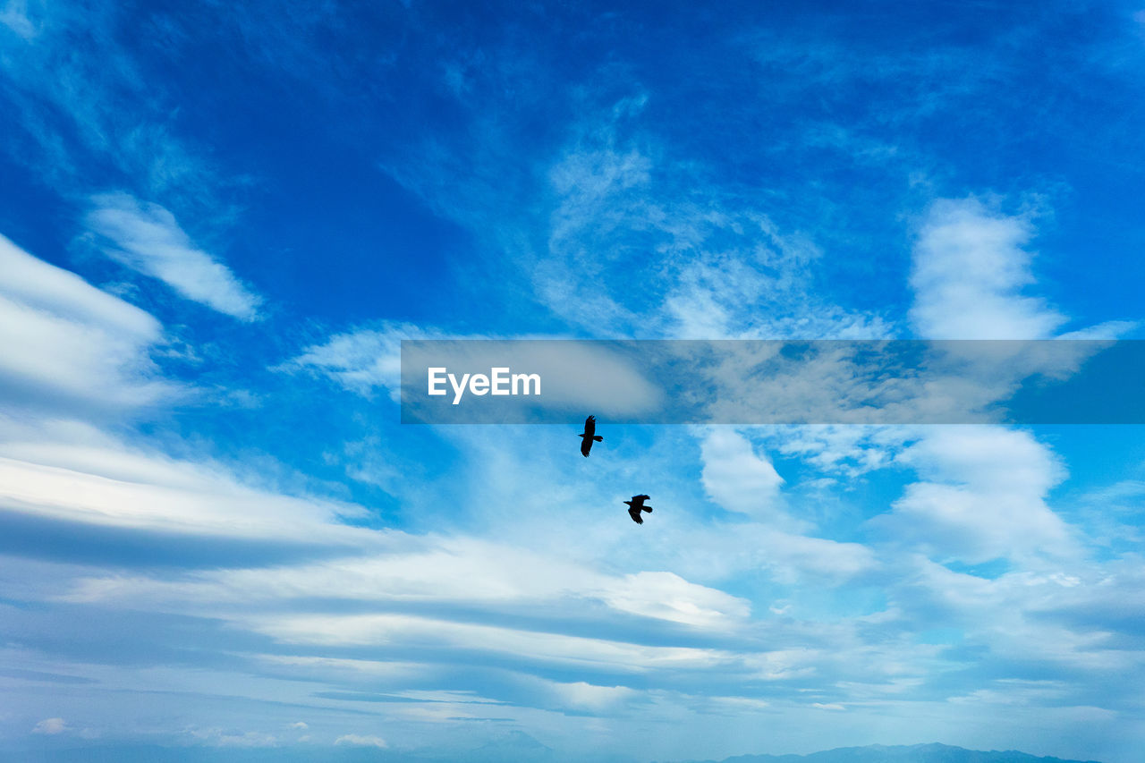 Low angle view of birds flying gainst blue sky