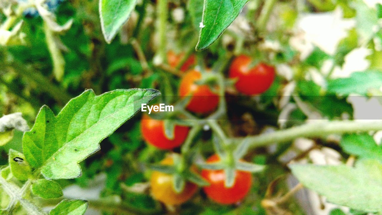 CLOSE-UP OF BERRIES ON PLANT