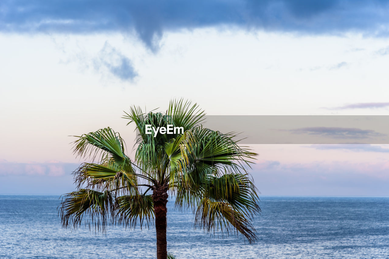 Palm tree on beach against sky