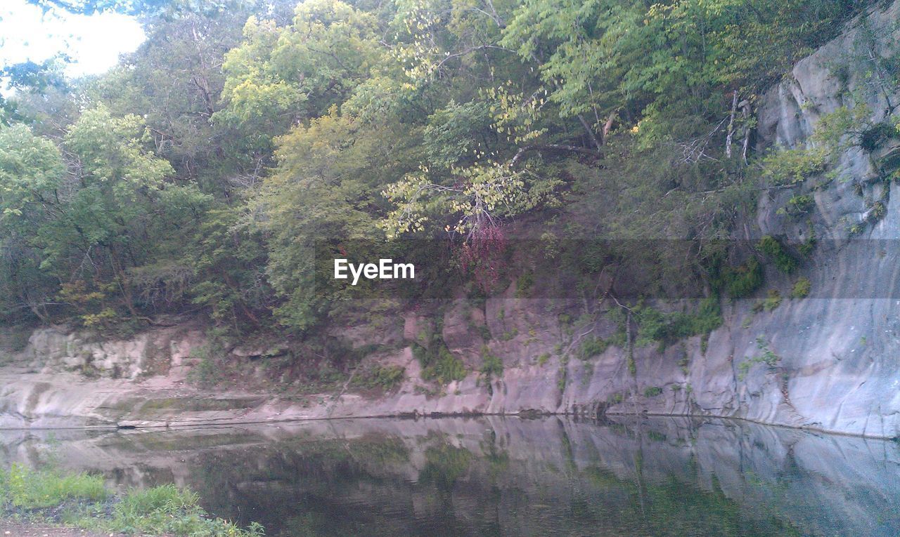 VIEW OF TREES IN FOREST