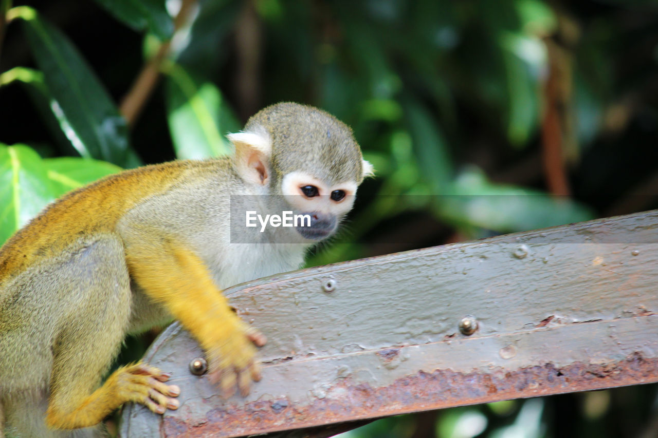 Portrait of monkey on tree