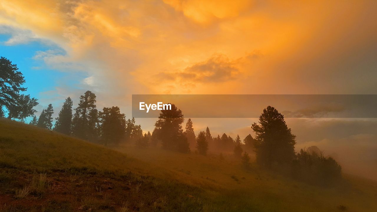 Idyllic shot of trees on landscape against sunset sky