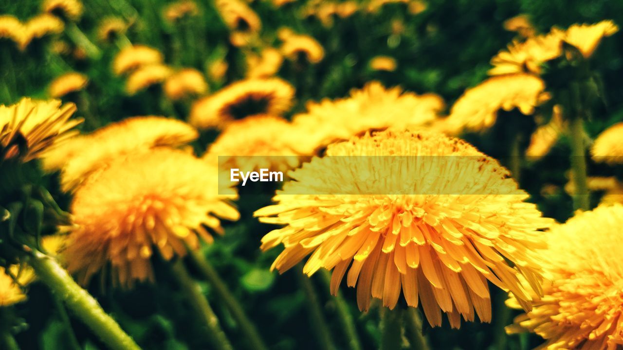 Close-up of yellow flowering plant on field