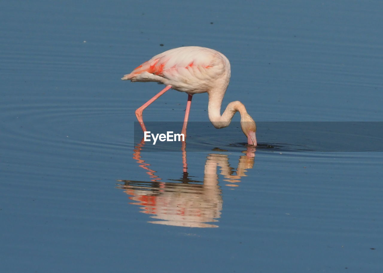 BIRD DRINKING WATER