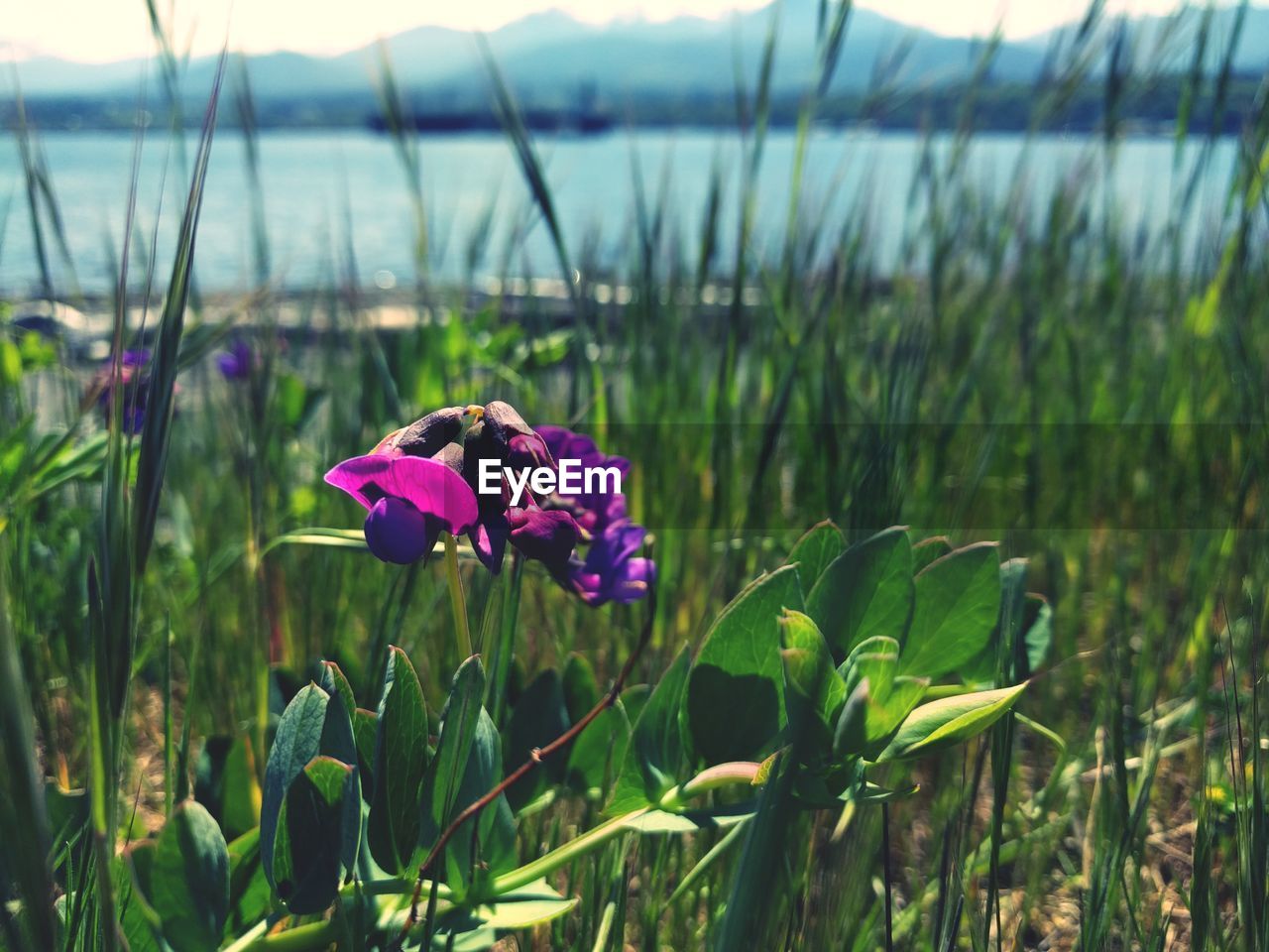 CLOSE-UP OF PURPLE FLOWER ON FIELD