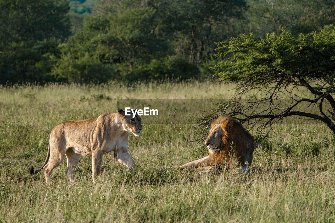 lioness with dog on field