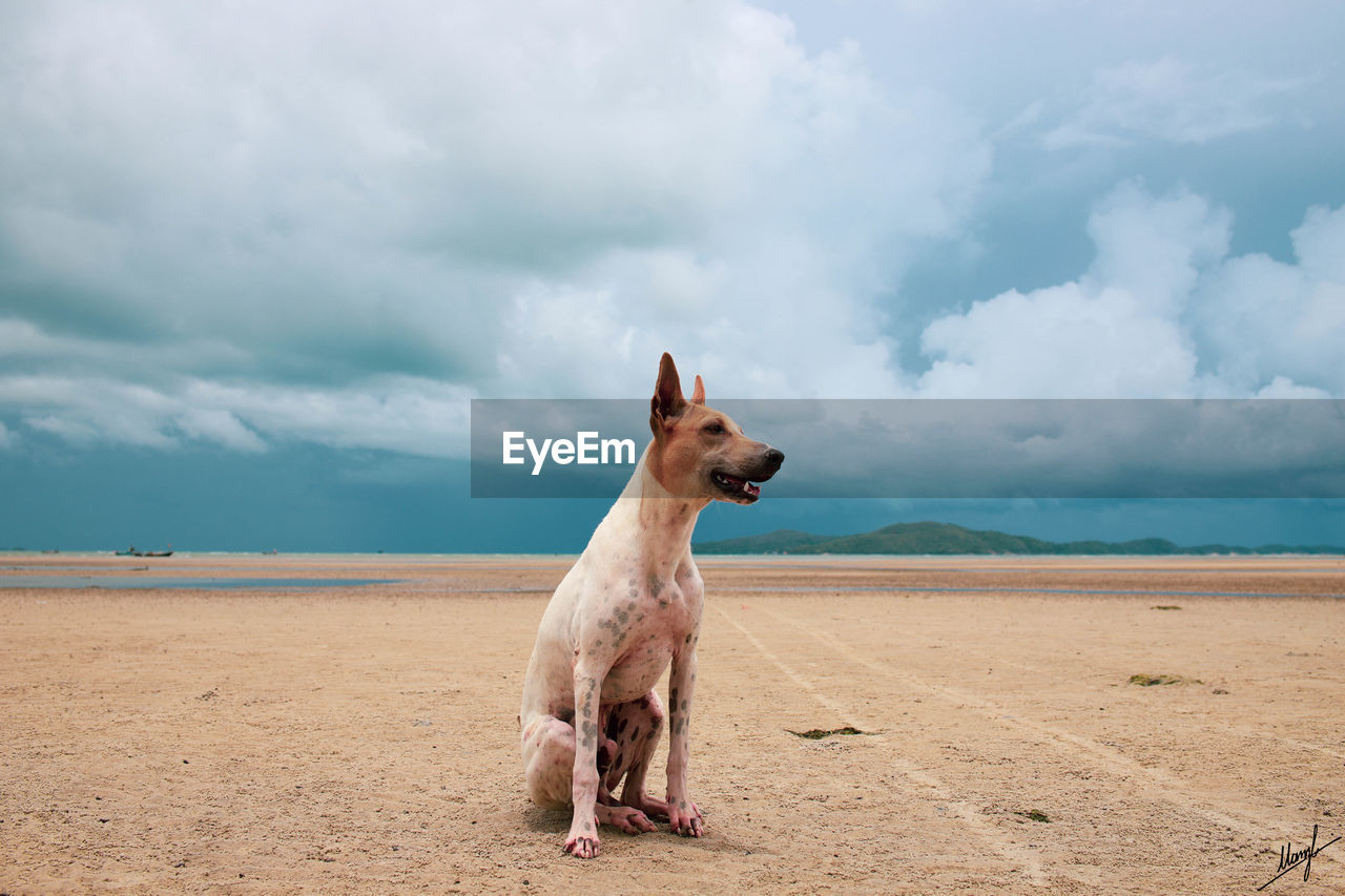 View of a dog on landscape