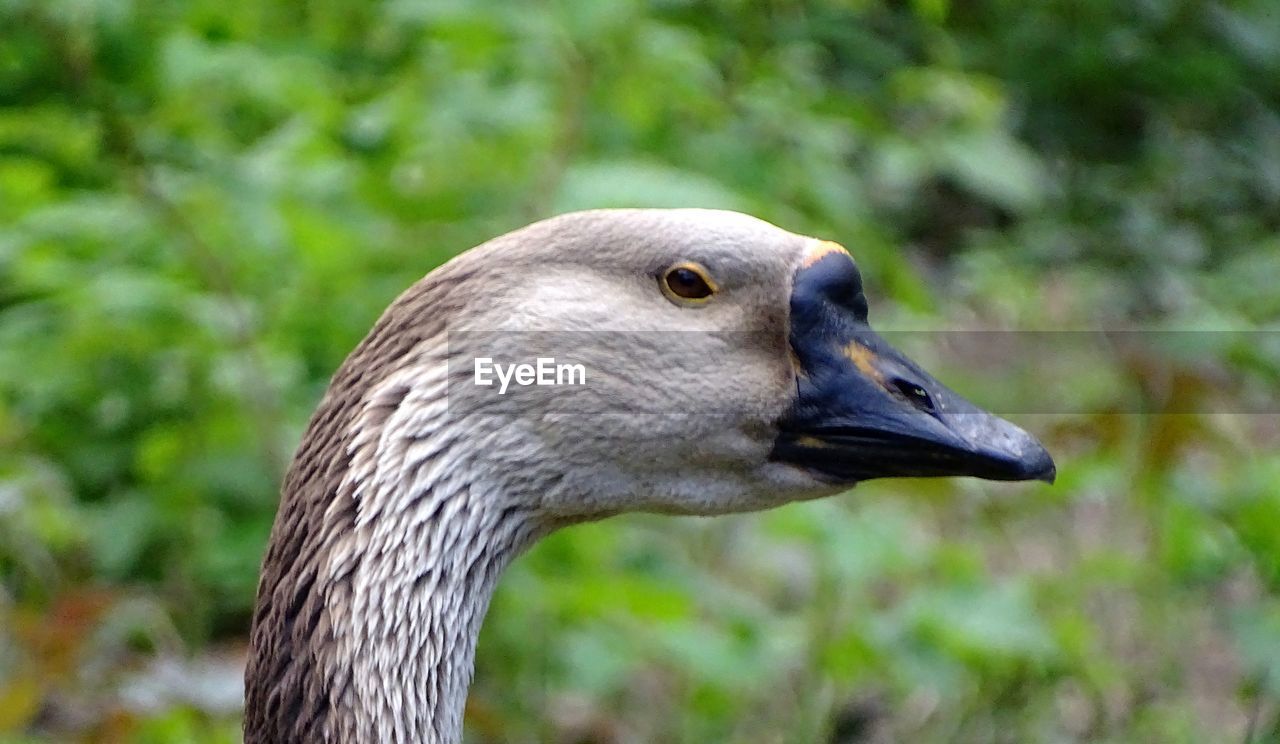 Close-up of a hump goose  looking away