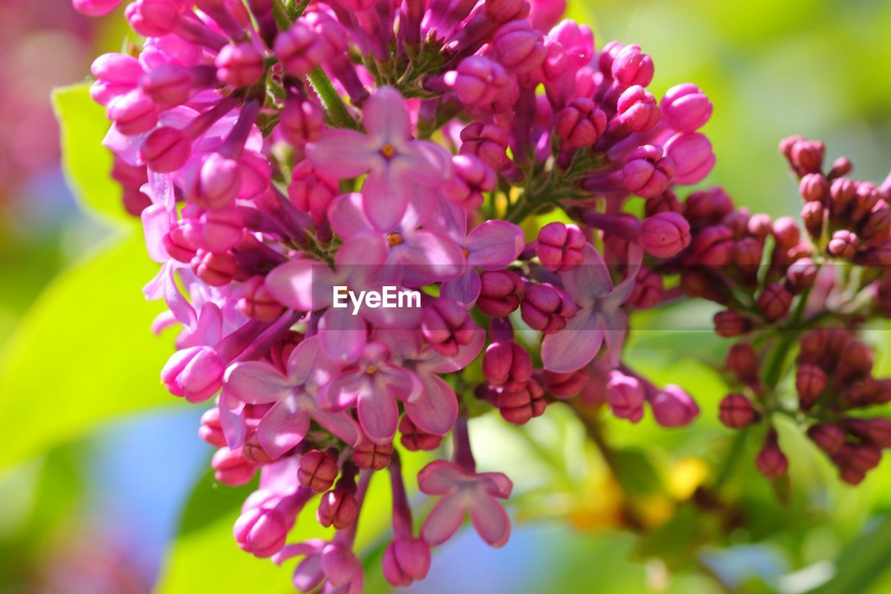 CLOSE-UP OF FRESH PINK FLOWERS