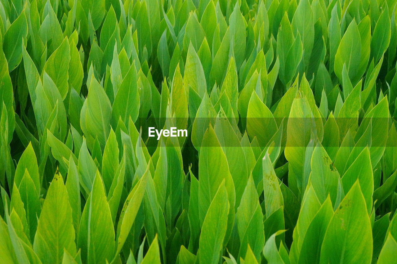 FULL FRAME SHOT OF CROPS ON FIELD