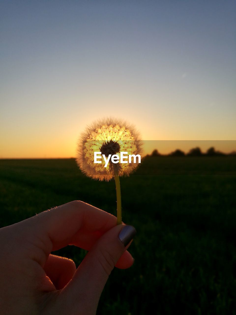 HAND HOLDING DANDELION AGAINST SKY