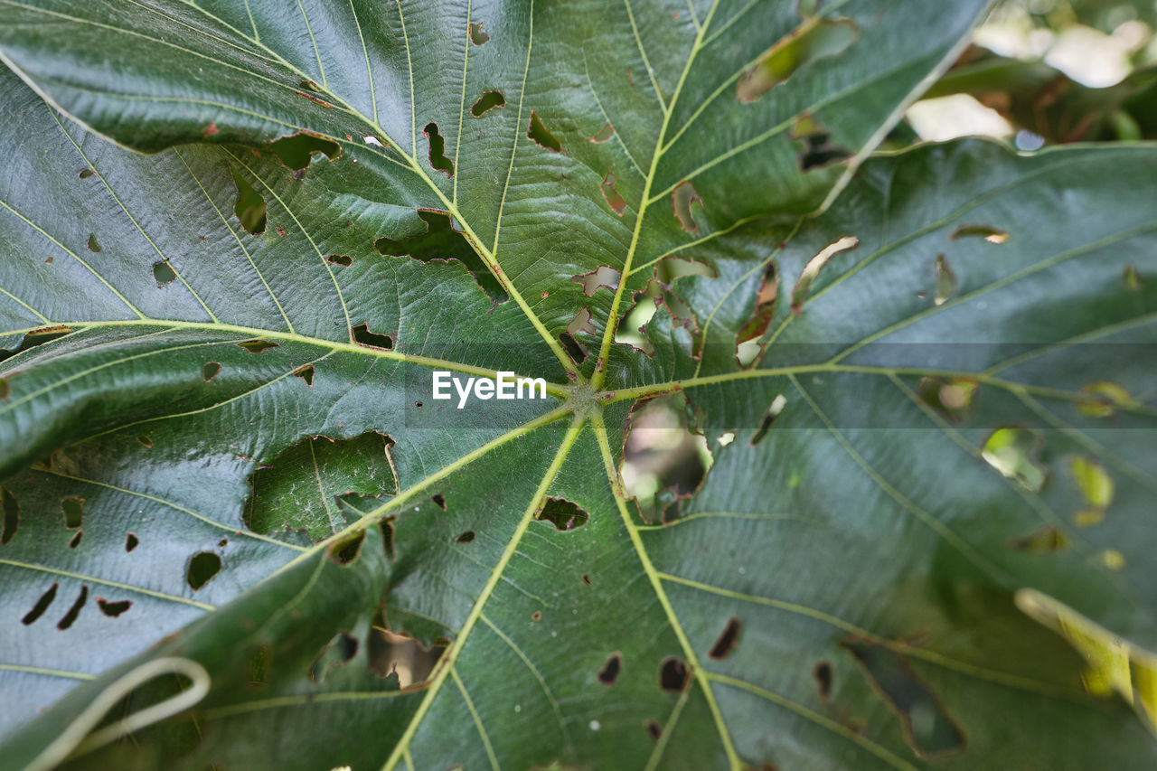 HIGH ANGLE VIEW OF FRESH GREEN LEAVES ON PLANT