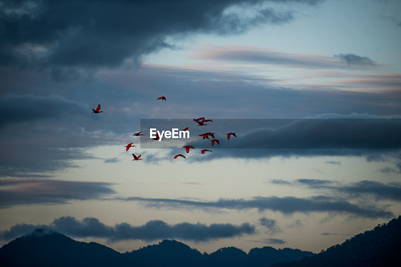 Low angle view of scarlet ibis flying against sky during sunset