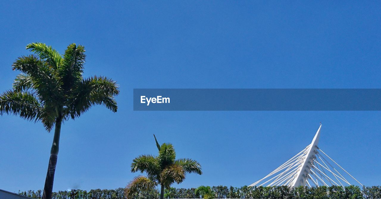 LOW ANGLE VIEW OF COCONUT PALM TREES AGAINST BLUE SKY