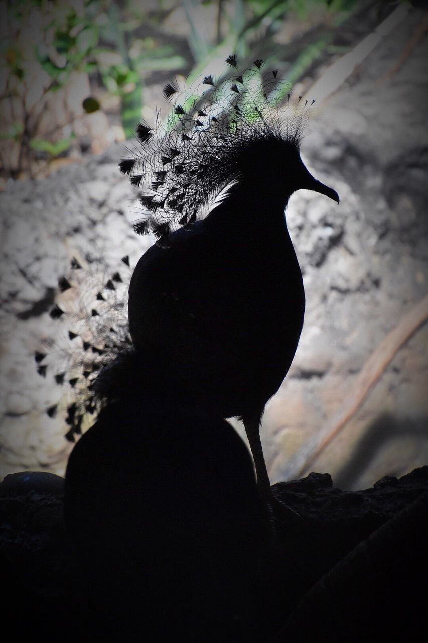 Close-up of silhouette bird