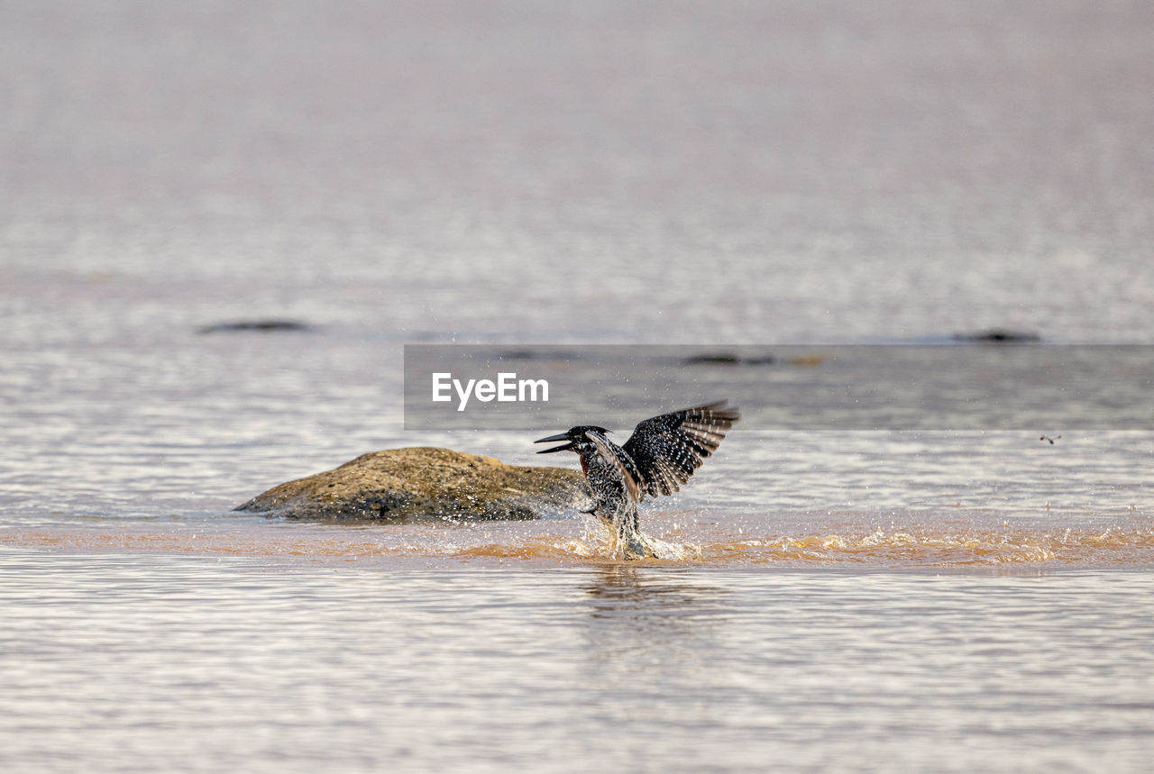 Pied king fisher, fishing