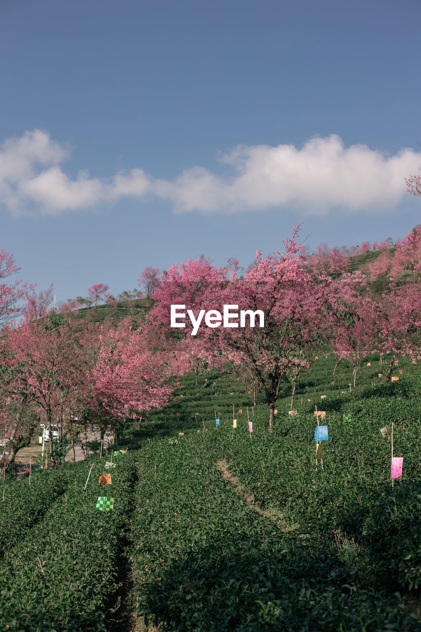 PINK CHERRY BLOSSOMS IN FIELD