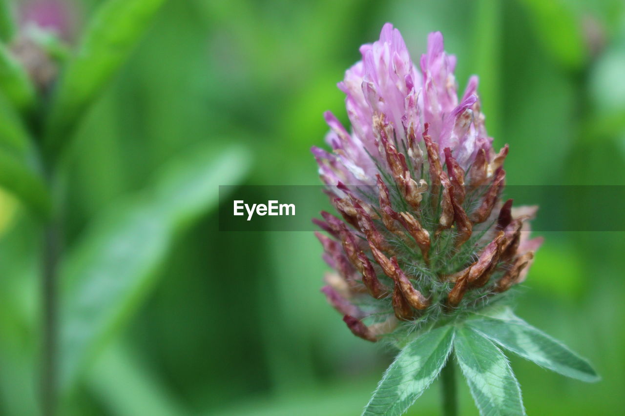 Close-up of purple flowers