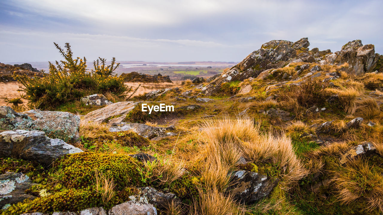 Plants growing on rocks against sky