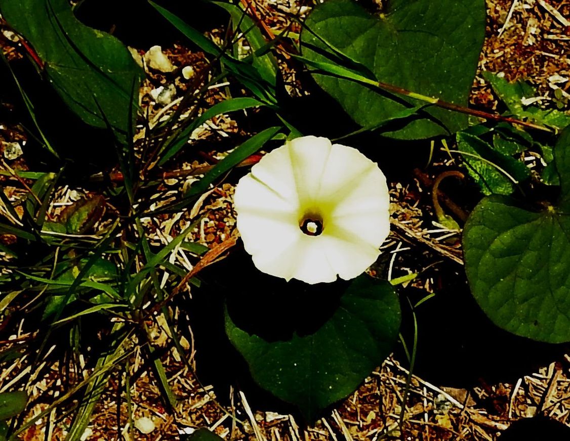 CLOSE-UP OF PLANT GROWING ON WHITE FLOWER