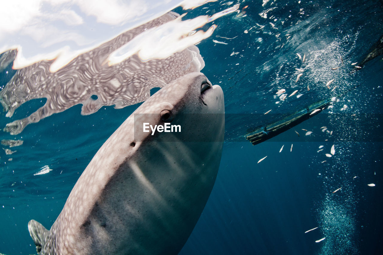 Side view of whale underwater